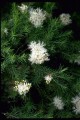 Melaleuca_alternifolia.jpg